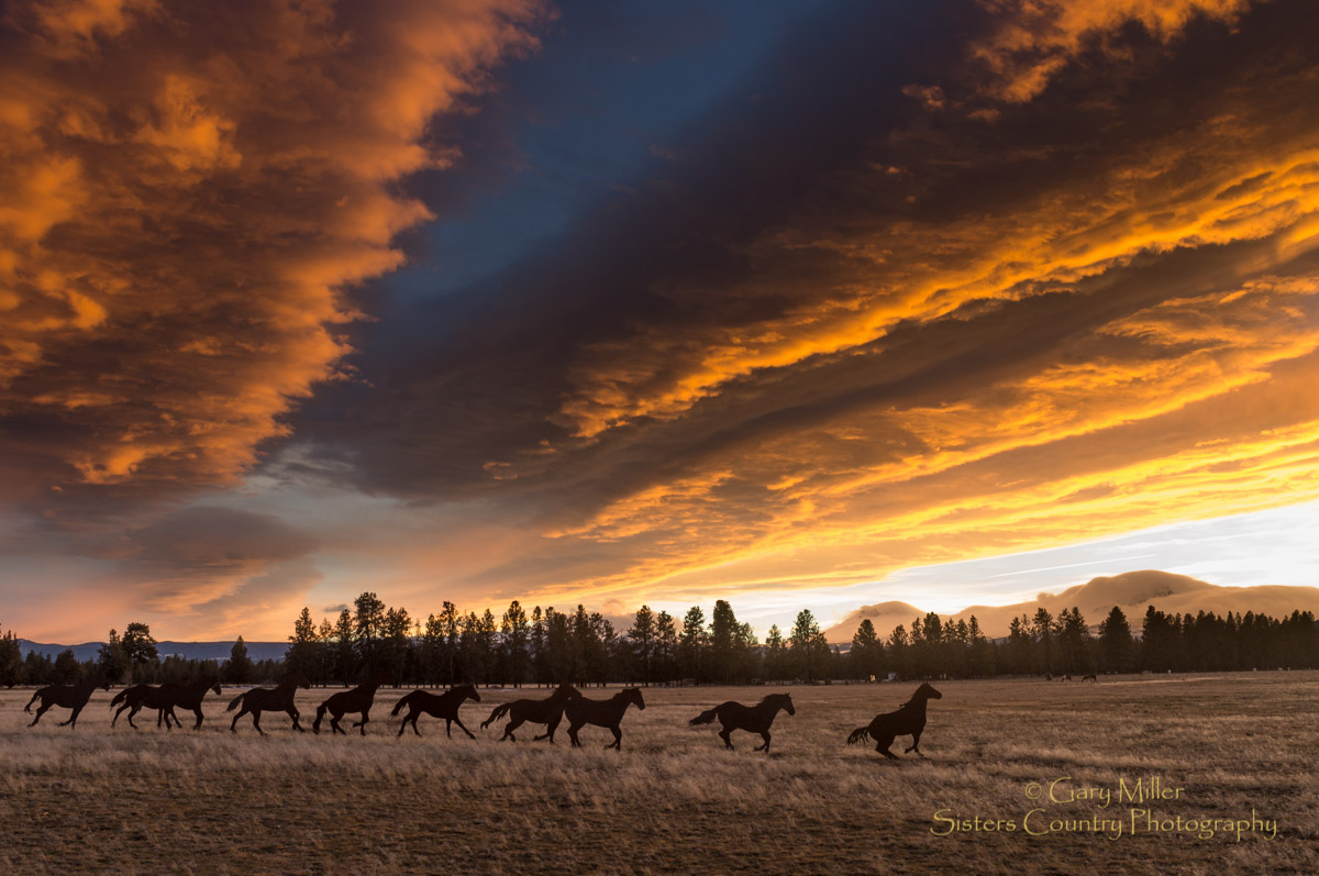 Brian Bain - Horse Sculpture Hwy 20 Photo by Gary Miller